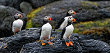 Photo of birds standing on a wet rock.
