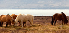 Close up photo of horses grazing on a grass field.